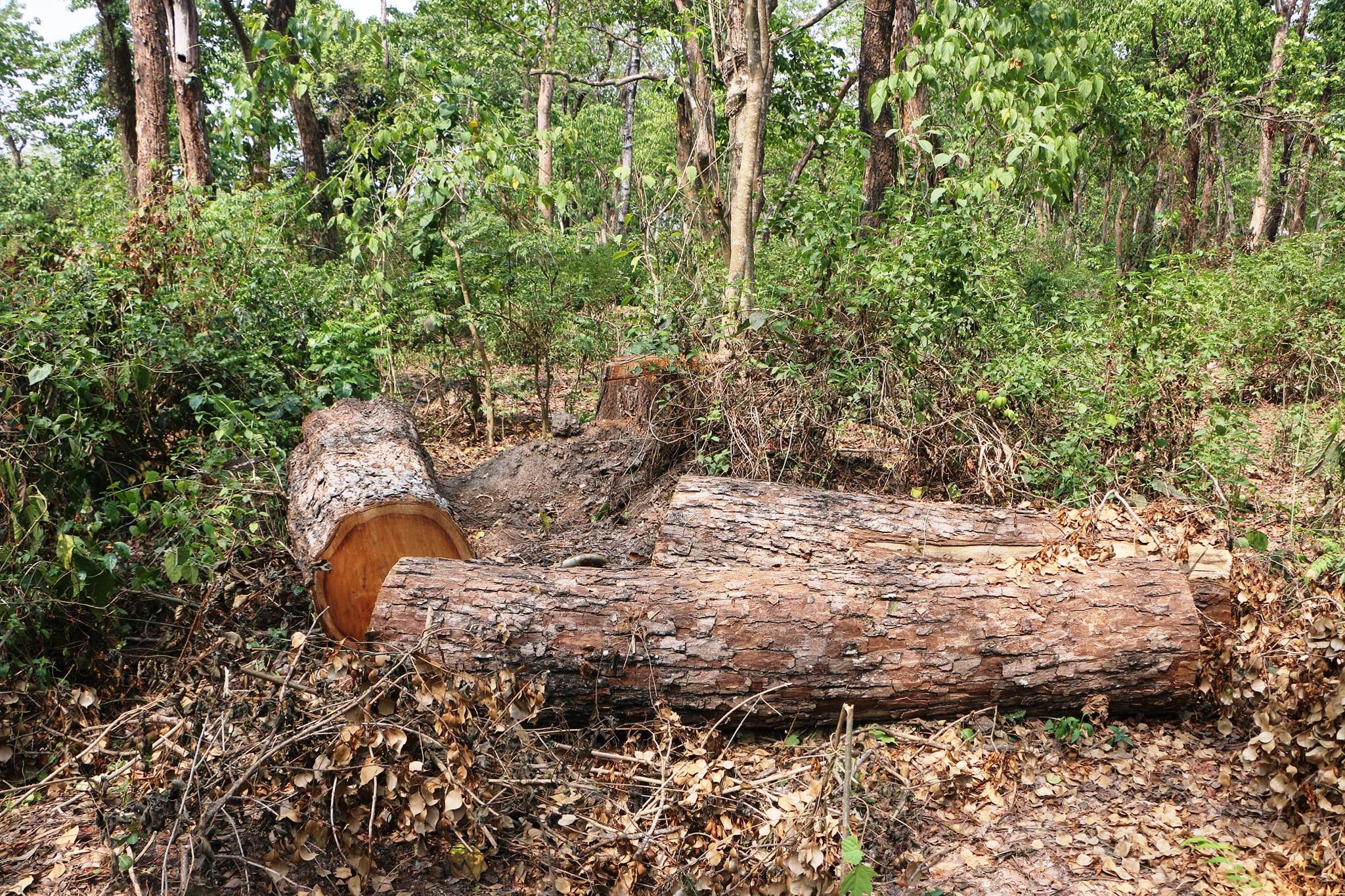 bharatpur forest (4).jpg